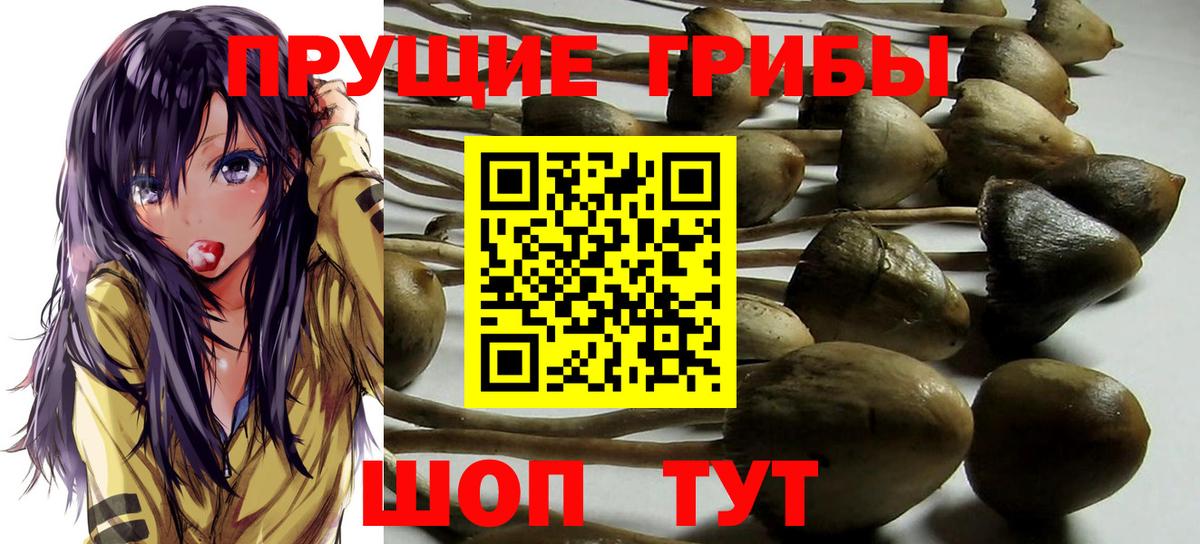 Галлюциногенные грибы GOLDEN TEACHER Приморско-Ахтарск